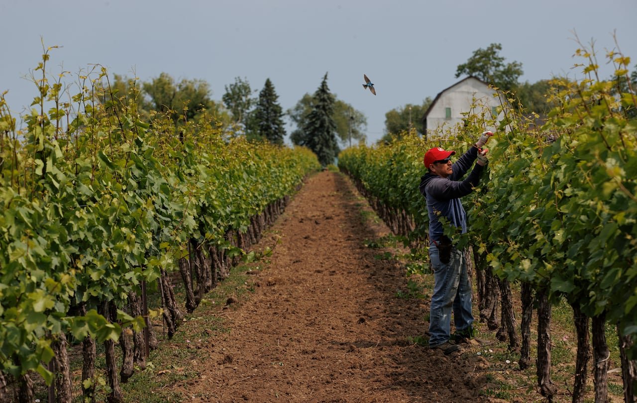default-373 man tends to grape vines on farm
