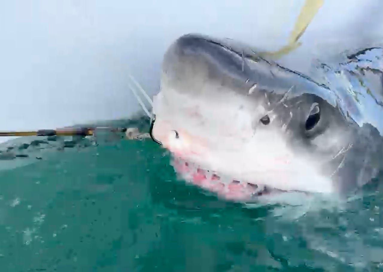 default-152 A close-up of a shark